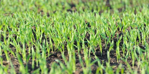Germination-Times-In-Fescue-Varieties (1)