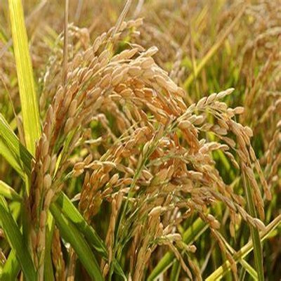 Hybrid Rice 3