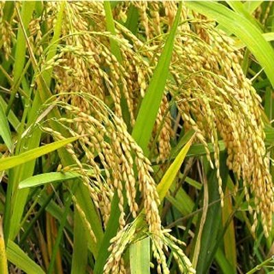 Hybrid rice 1 (2)