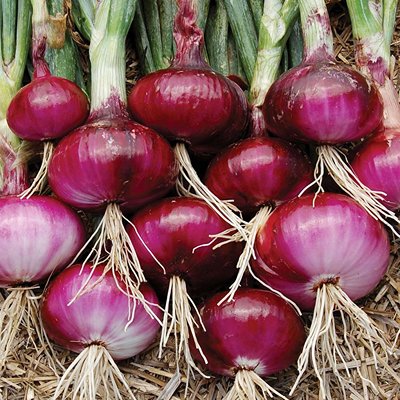 Onion-Sets-Red-Baron-1 (1)