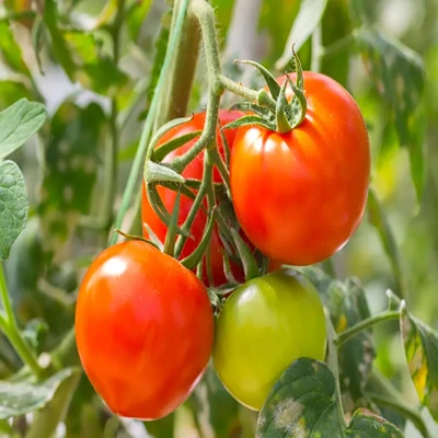 tomatoes-tomato-plant-Fruit-vegetable (1)