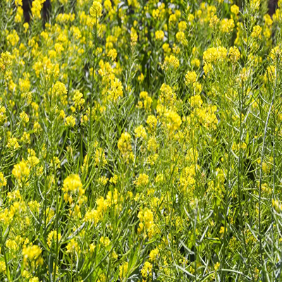 view-flowering-mustard-plantation-field-spring-232481282 (1)
