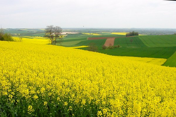 fields-of-colza-in-spring-1537539 (1)
