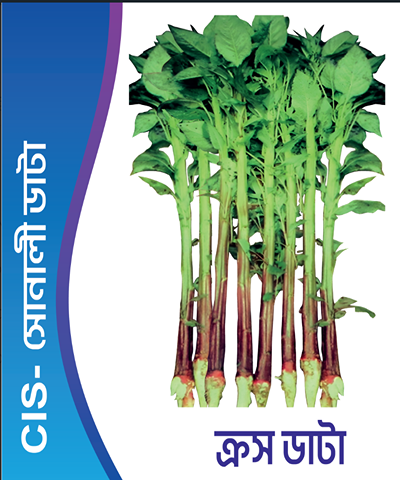 CIS-সোনালী ডাটা